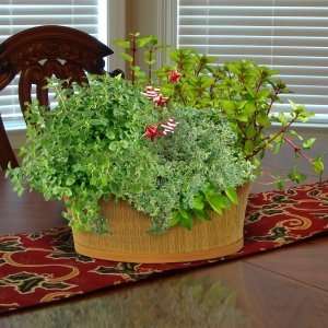  Herb Gift Set w/ Basket Patio, Lawn & Garden
