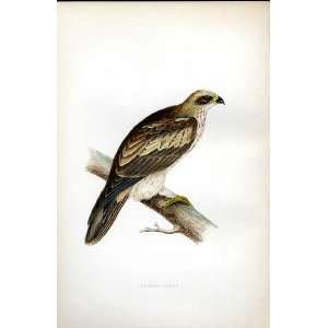  Booted Eagle Bree H/C 1875 Old Prints Birds Europe