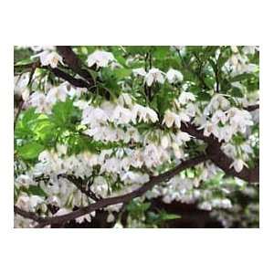  Styrax Japonica: Japanese Snowbell Tree 1 Seed: Patio 