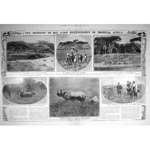  1909 AFRICA ZEBRA DUGMORE RHINOCEROS COKE HARTEBEEST: Home 