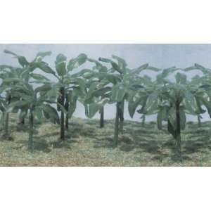 Banana Trees (1 1/2 to 2 1/2 Tall) (15) Pegasus  Kitchen 