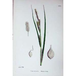    Sowerby Plants C1902 Bladder Sedge Carex Vesicaria
