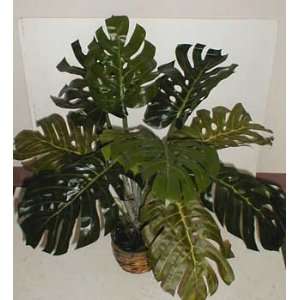  32 Split Leaf Philodendron Plant