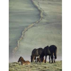  Moor Ponies National Geographic Collection Photographic 