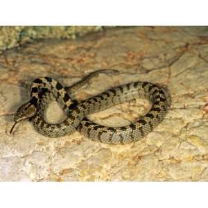  European Cat Snake, Young Specimen from Krk Island 