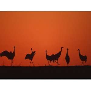  Common Crane Group Dancing Before Sunrise, Hornborga Lake 