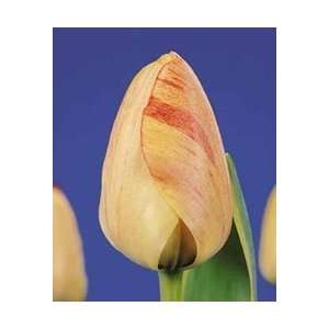  Tulip   Darwin Hybrid   Silverstream Fall Flower Bulb 