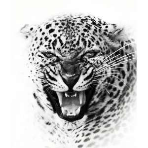  Classic Africa Prints Black & White Leopard Warns