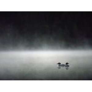  Common Loon (Gavia Immer) Mated Couple on a Misty Lake 