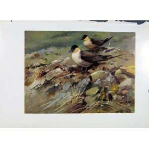   Buffon Long Tailed Skua Old Print Fine Art Color Birds: Home & Kitchen