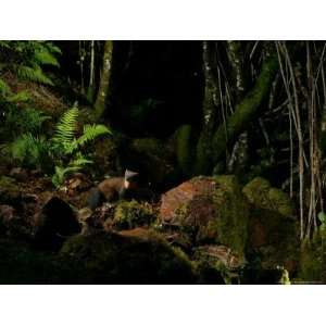  Pine Marten at Night, the Highlands, Inverness Shire 