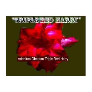  Triple Red Harry Adeniumrarenice Patio, Lawn & Garden