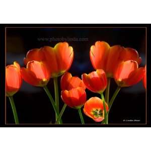  Linda Shier Tulips in Light 8 x 10 Glossy Print