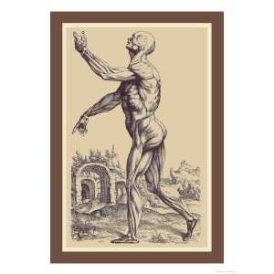   Muscles Giclee Poster Print by Andreas Vesalius, 12x16: Home & Kitchen