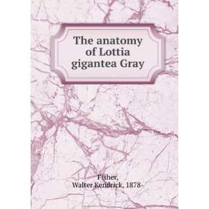   anatomy of Lottia gigantea Gray Walter Kendrick, 1878  Fisher Books