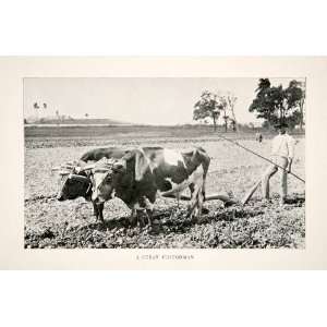   Ox Plow Cuban Ploughman Farmer Cow Animals   Original Halftone Print