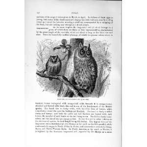  NATURAL HISTORY 1895 SCOPS OWL LONG EARED BIRDS PREY: Home 