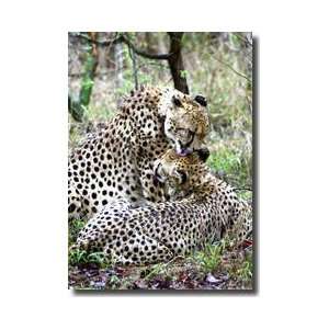  Cheetah Iii Giclee Print