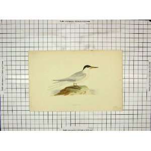  Morris 1903 Hand Coloured Print Bird Roseate Tern
