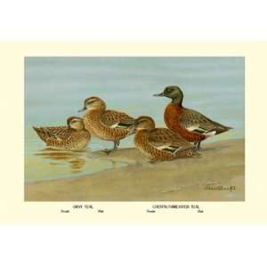  Gray Teal and Chestnut Breasted Teal 20X30 Canvas