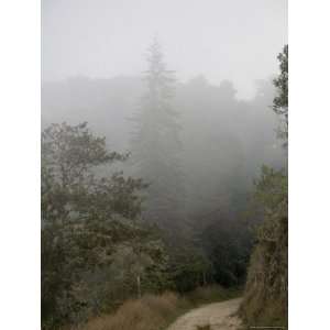  Dirt Road Winds Up into Fog Shrouded Andean Cloud Forest 