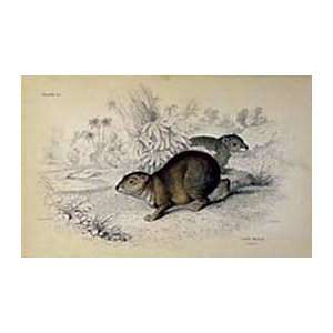  Jardine 1884 Engraving of the Cape Hyrax: Home & Kitchen
