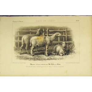   1852 French Lithograph Sheep Race Du Mezin Old Print