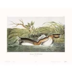  American Pied Bill Dobchick artist John James Audubon 