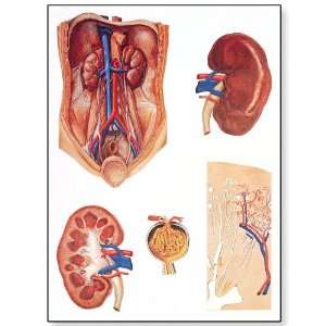   Kidney Anatomical Chart, Oversize Poster, 33.1 Width x 46.5 Height