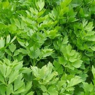 Dry Lovage Leaves ( Leustean Frunze )   15 g  Grocery 