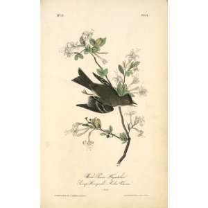   John James Audubon   24 x 40 inches   Wood Pewee Fl