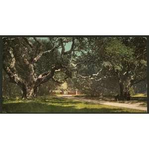  Live oaks,trees,road,Berkely College,California,c1898 