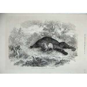  1874 South African Travel Lion Dead Elephant Men Print 