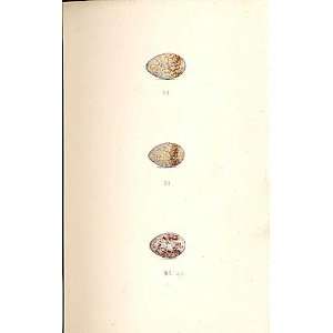    2 H/C Meyer Bird Eggs 1842 Skylark Wood Lark