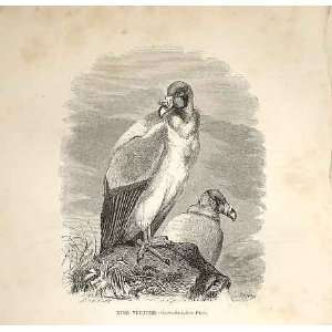 King Vulture 1862 WoodS Natural History Birds: Home 