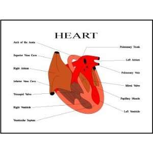  Heart Diagram Mousepad 