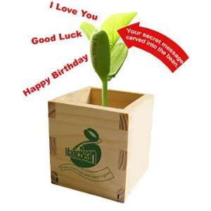   Magic Sprouting Bean Wood Box  Good Luck  A Great Gift