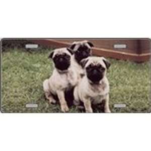  Pug Dog Pet Novelty License Plates Full Color Photography 