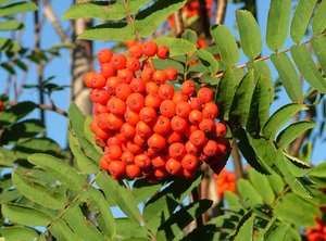 Rowan, (Amur Mountain Ash), Sorbus pohuashanensis, Tree Seeds  