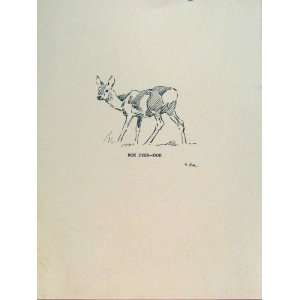  Roe Deer Doe Buck Animal Lionel Edwards Fine Art C1951