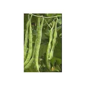 Canton Long Greasy back Pole Bean Seeds:  Home & Kitchen