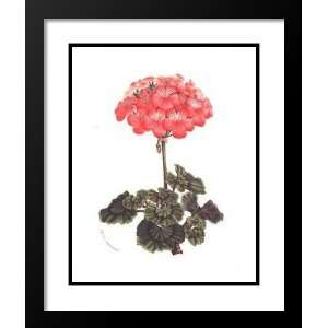   Framed and Double Matted Art 29x35 Geranium (Pink)