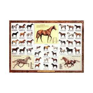   Puzzle Company Parade of Thoroughbreds 1000 Piece Jigsaw Puzzle Toys