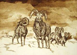 Jack Willis Bighorn Sheep Original Art Etching Hand Signed & Pulled 