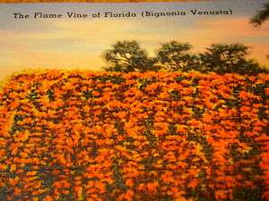 VINE FLAME VINE FLORIDA BIGNONIA VENUSTA ORANGE FLOWER BLOOMS YEAR 