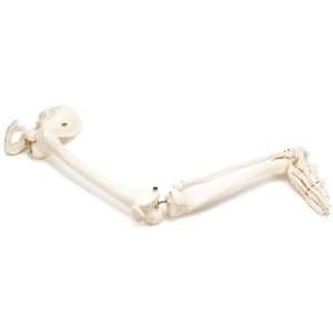   A36L Left Leg Human Skeleton with Hip Bone: Industrial & Scientific