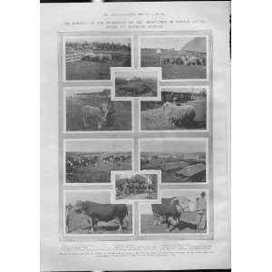  Cattle & Sheep On Argentine Ranches 1903 Antique Print 
