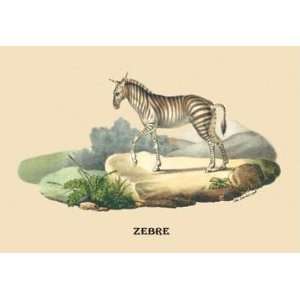 Exclusive By Buyenlarge Zebre (Zebra) 28x42 Giclee on Canvas  