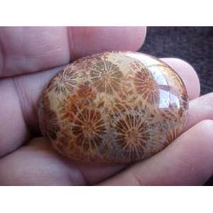  S3019 Coral Fossil Agate Flower Oval Cabochon Nice 