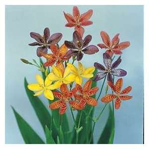  Belamcanda Seeds Leopard Lily Mixed Colors Patio, Lawn 